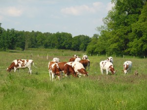 roodbont IJssel vee koeien op de moestuin